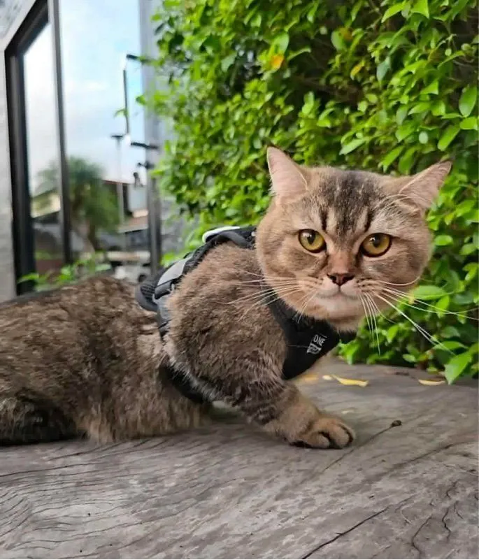 แมวบริติช ชอร์ตแฮร์