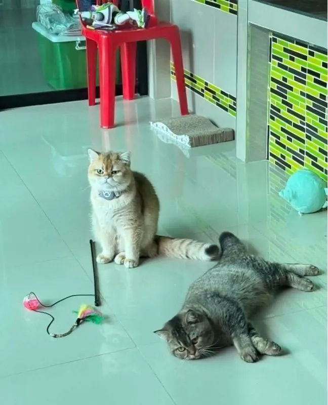 แมวบริติช ชอร์ตแฮร์