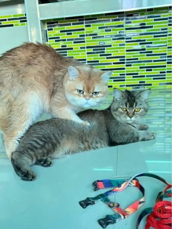 แมวบริติช ชอร์ตแฮร์