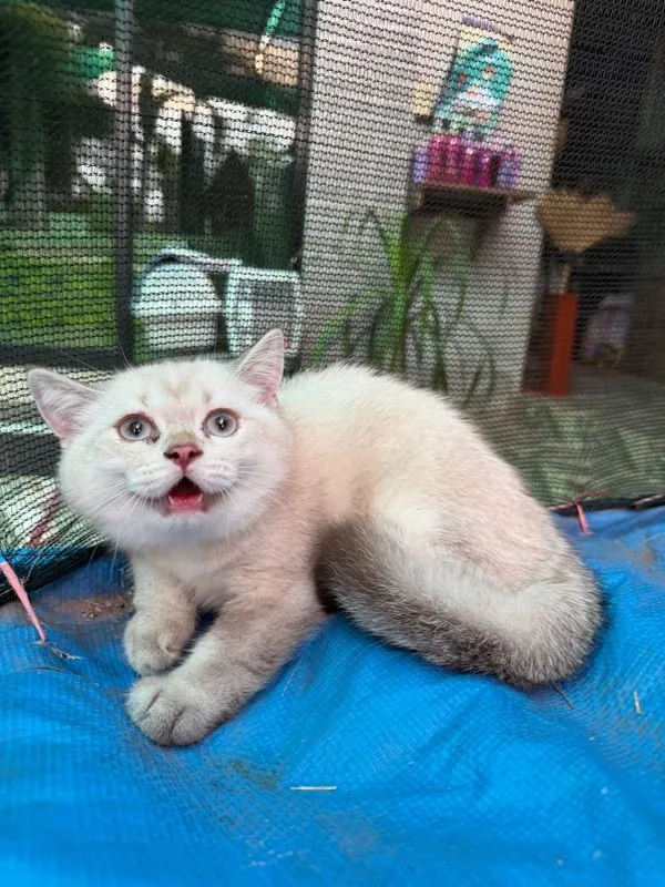 แมวบริติช ชอร์ตแฮร์