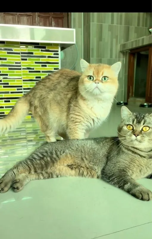แมวบริติช ชอร์ตแฮร์