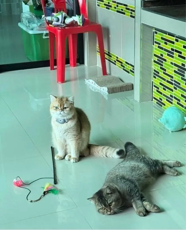 แมวบริติช ชอร์ตแฮร์