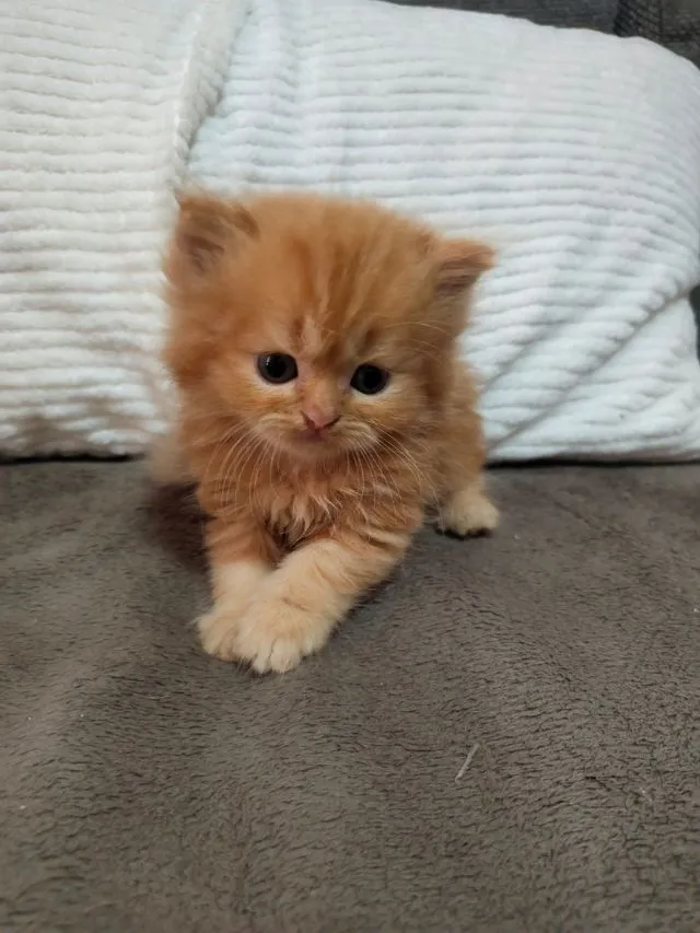เปอเซียแท้