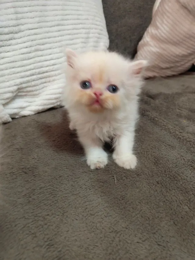 เปอเซียแท้