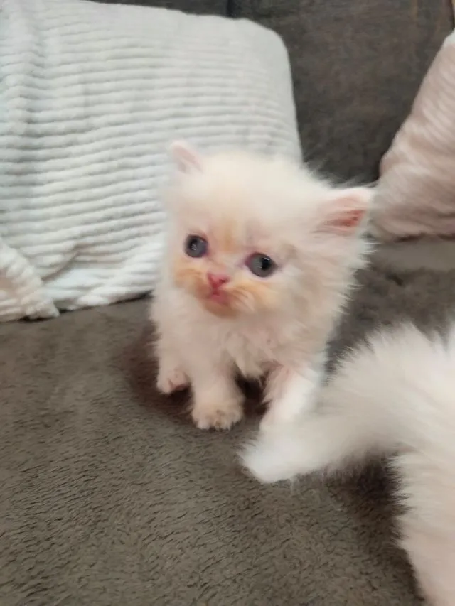 เปอเซียแท้