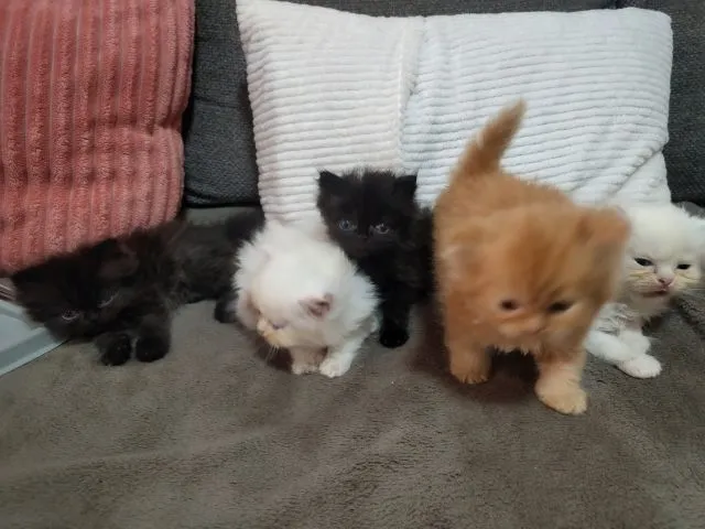 เปอเซียแท้