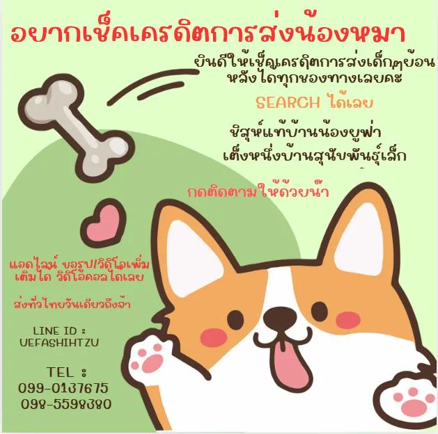 ขายเเล้ว!! ปอมชิวาว่า ช. 4500 ลดเหลือ 3500 วัคซีน ถ่ายพยาธิเทสลำไส้ พร้อมย้าย