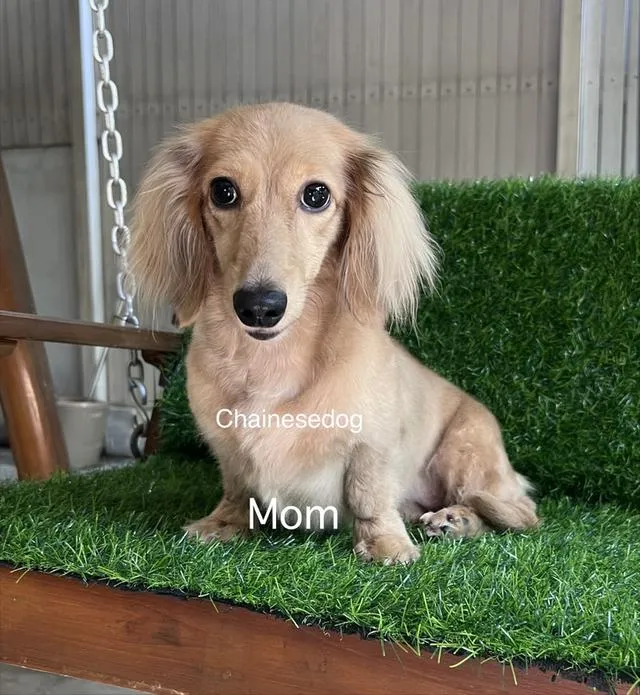 สุนัขดัชชุนขนยาวพร้อมใบเพด (ขายแล้ว)