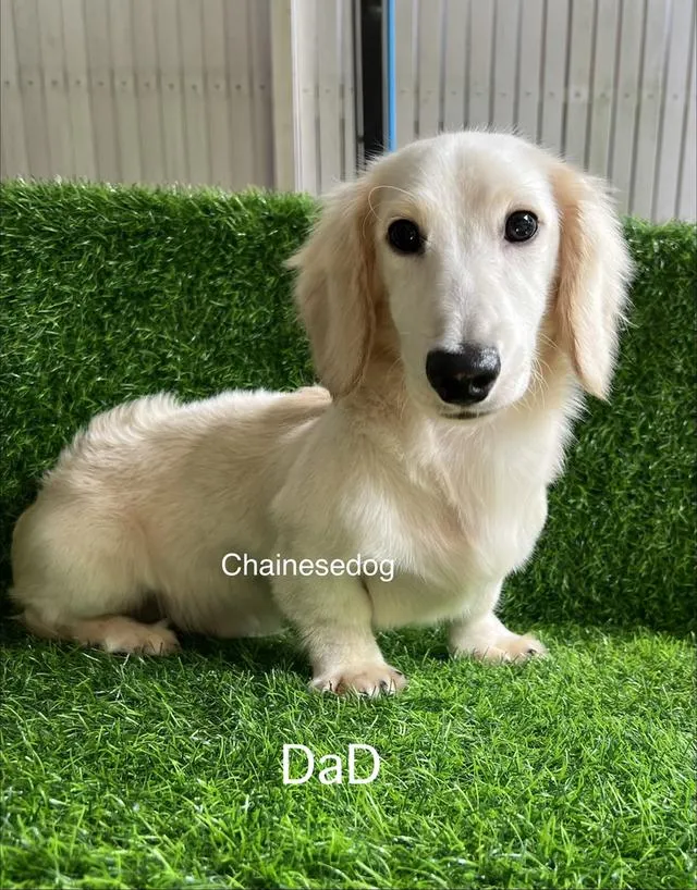 สุนัขดัชชุนขนยาวพร้อมใบเพด (ขายแล้ว)