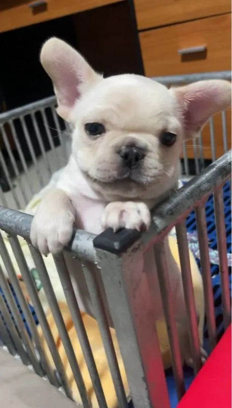 เฟรนบลูด็อก French bulldog