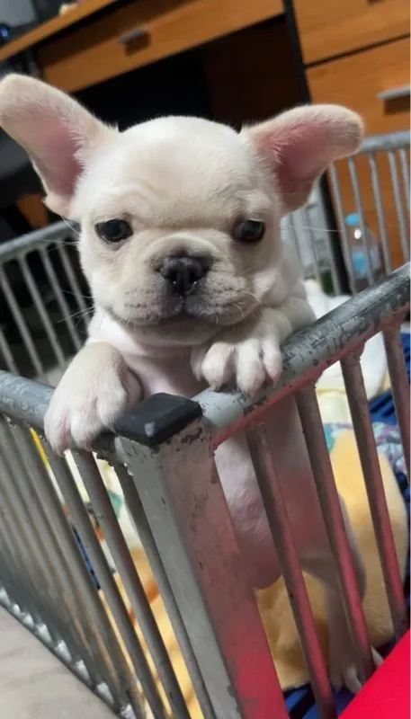 เฟรนบลูด็อก French bulldog