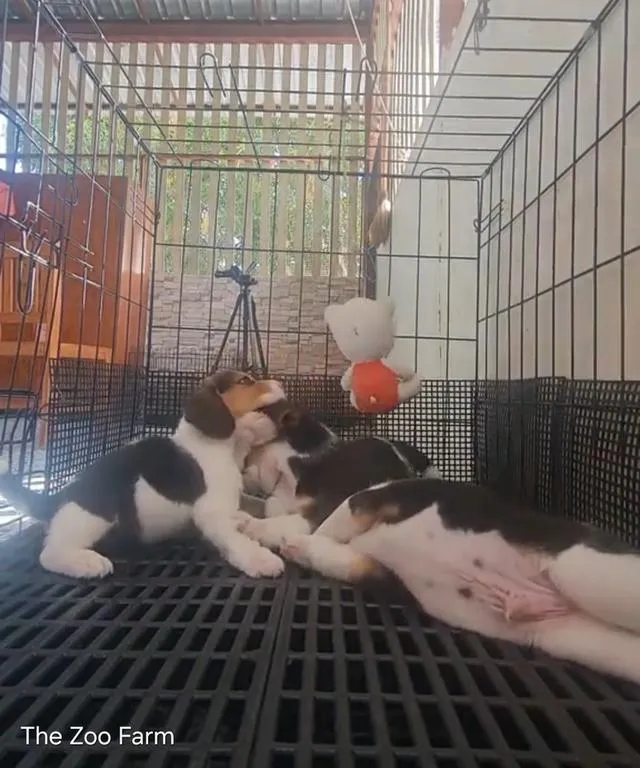 ลูกน้องบีเกิ้ลน่ารักๆ