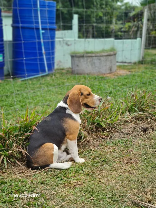 ลูกน้องบีเกิ้ลน่ารักๆ