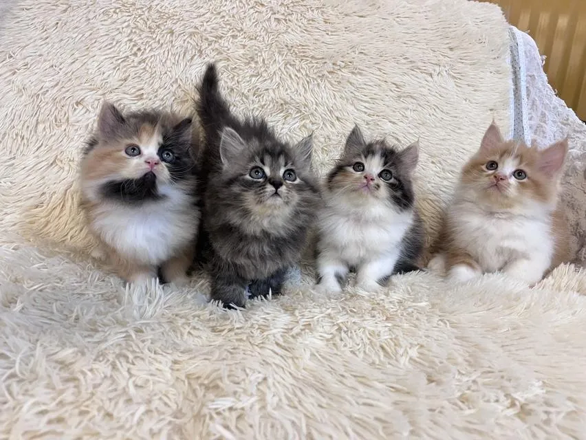 แมว เปอร์เซีย สามสีสีเทาสีส้ม