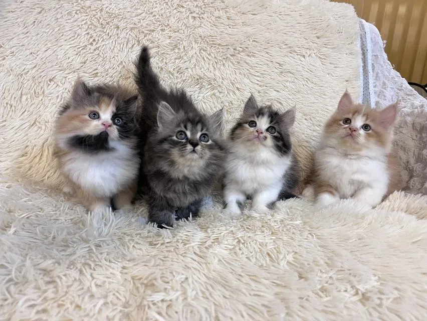 แมว เปอร์เซีย สามสีสีเทาสีส้ม