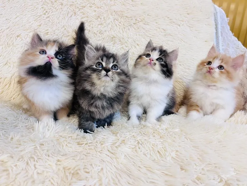 แมว เปอร์เซีย สามสีสีเทาสีส้ม