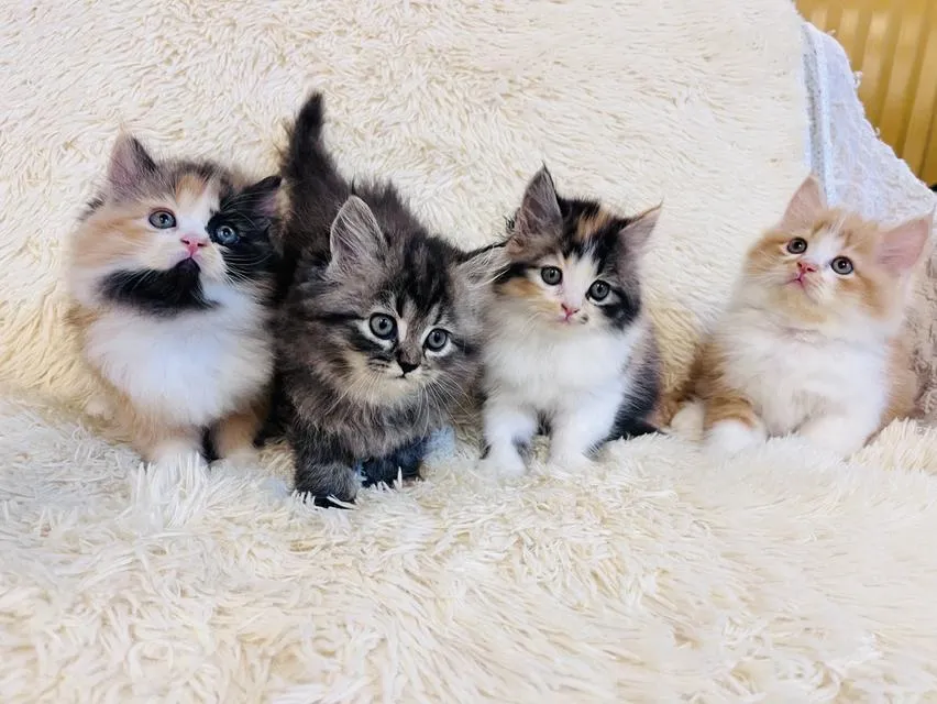 แมว เปอร์เซีย สามสีสีเทาสีส้ม
