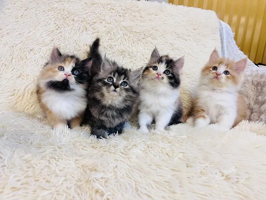 แมว เปอร์เซีย สามสีสีเทาสีส้ม