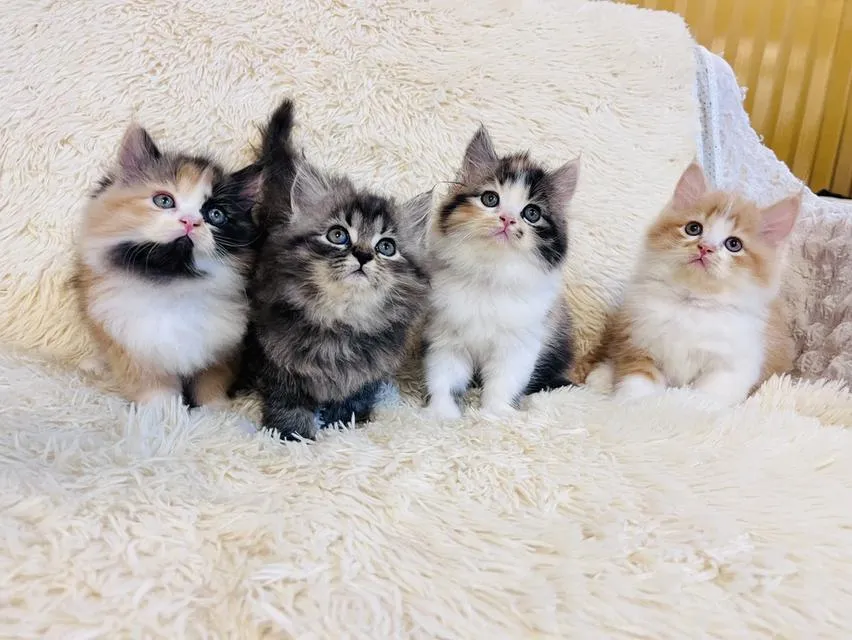 แมว เปอร์เซีย สามสีสีเทาสีส้ม