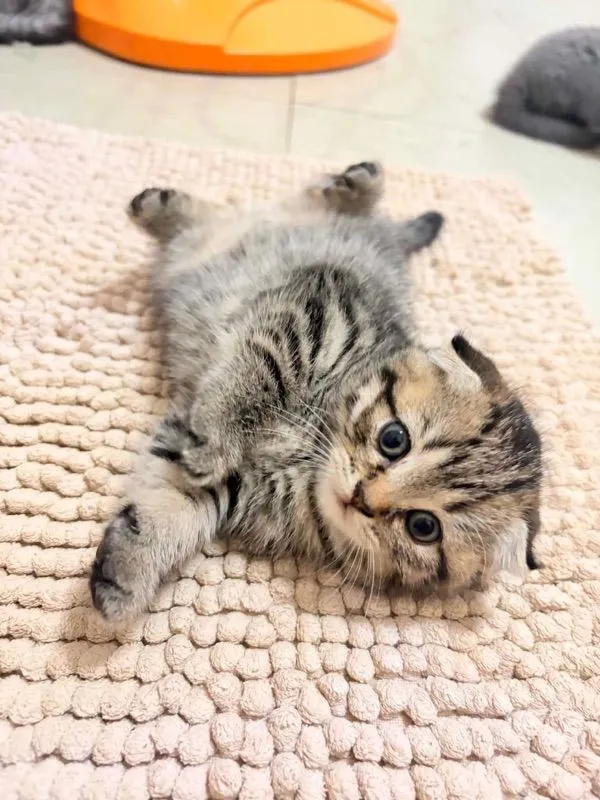 ลูกแมว