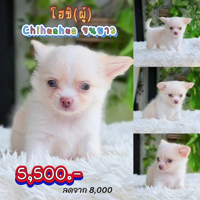 ชิวาวาแท้พร้อมย้ายบ้านมีบริการส่งเก็บปลายทาง