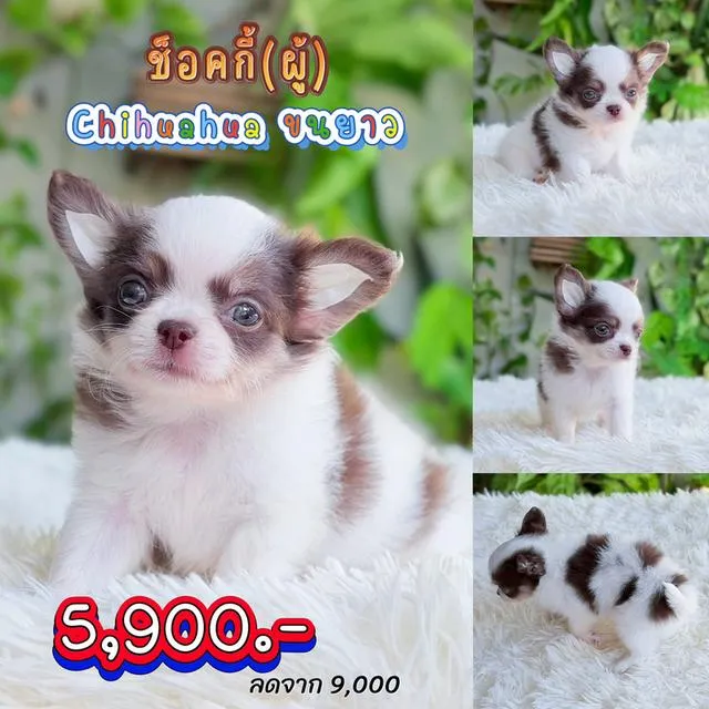 ชิวาวาแท้พร้อมย้ายบ้านมีบริการส่งเก็บปลายทาง
