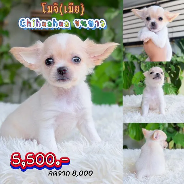 ชิวาวาแท้พร้อมย้ายบ้านมีบริการส่งเก็บปลายทาง
