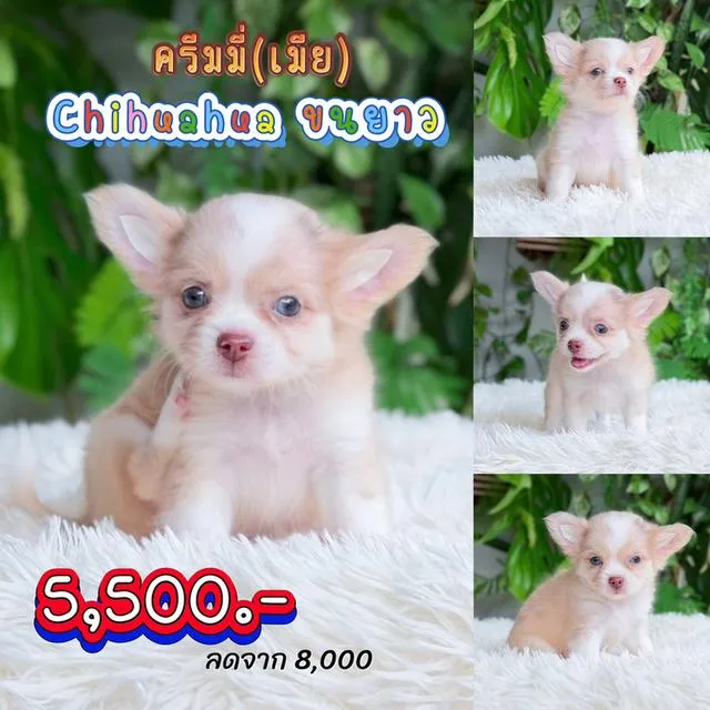 ชิวาวาแท้พร้อมย้ายบ้านมีบริการส่งเก็บปลายทาง