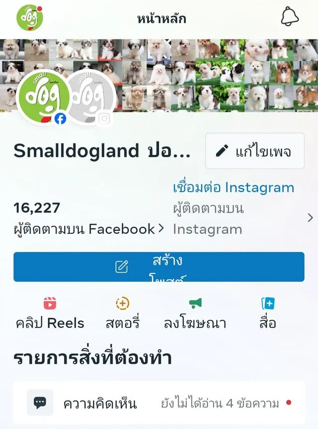 ชิวาวาแท้พร้อมย้ายบ้านมีบริการส่งเก็บปลายทาง