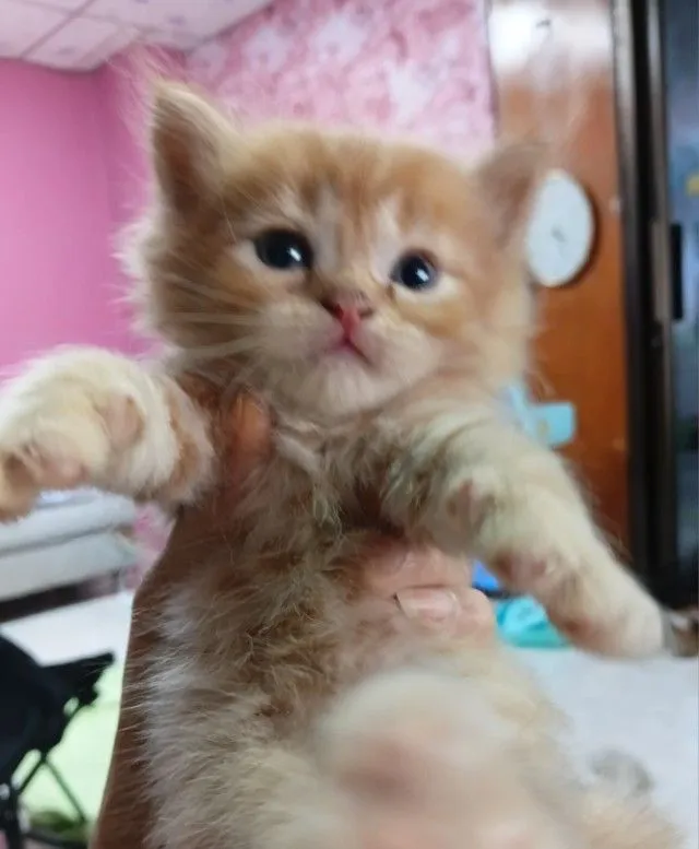 แมวเปอร์เซียแท้