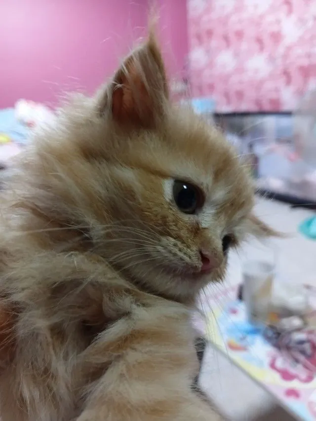 แมวเปอร์เซียแท้