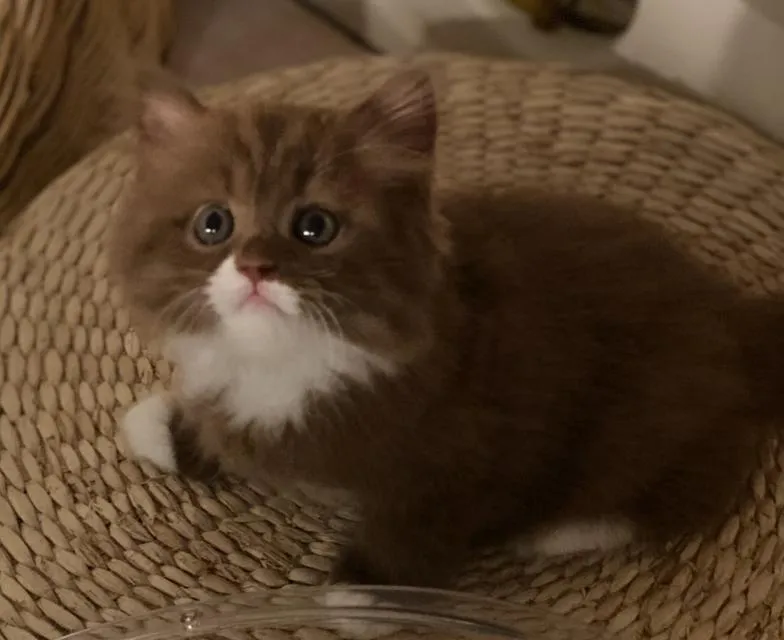 British Longhair Cinnamon Bicolor