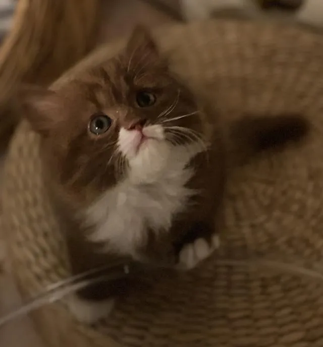 British Longhair Cinnamon Bicolor
