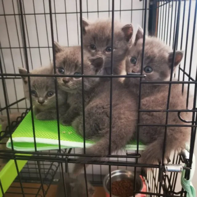 เปิดจองลูกมั้นกิ้ช