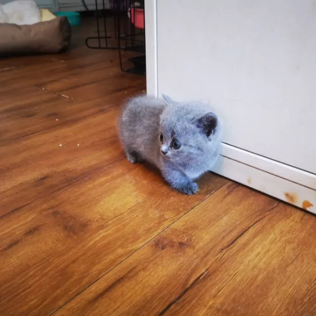 เปิดจองลูกมั้นกิ้ช