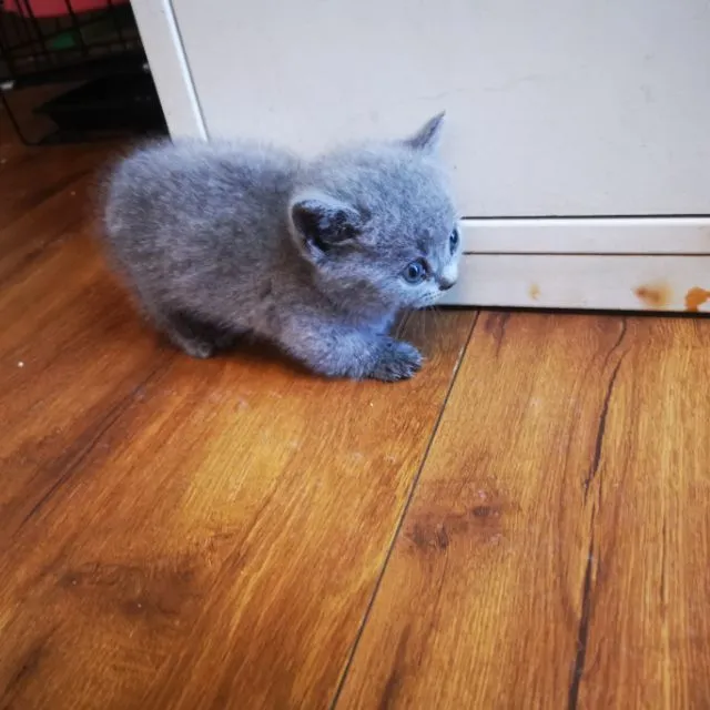 เปิดจองลูกมั้นกิ้ช