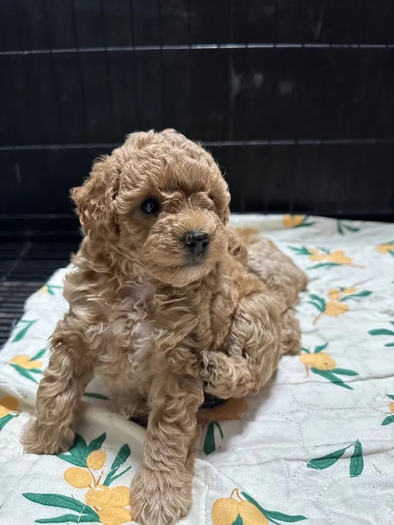 ลูกสุนัขพันธุ์พุดเดิ้ล