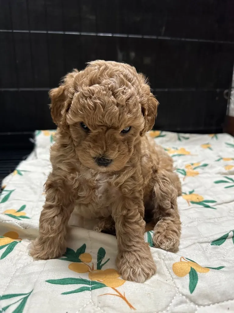 ลูกสุนัขพันธุ์พุดเดิ้ล