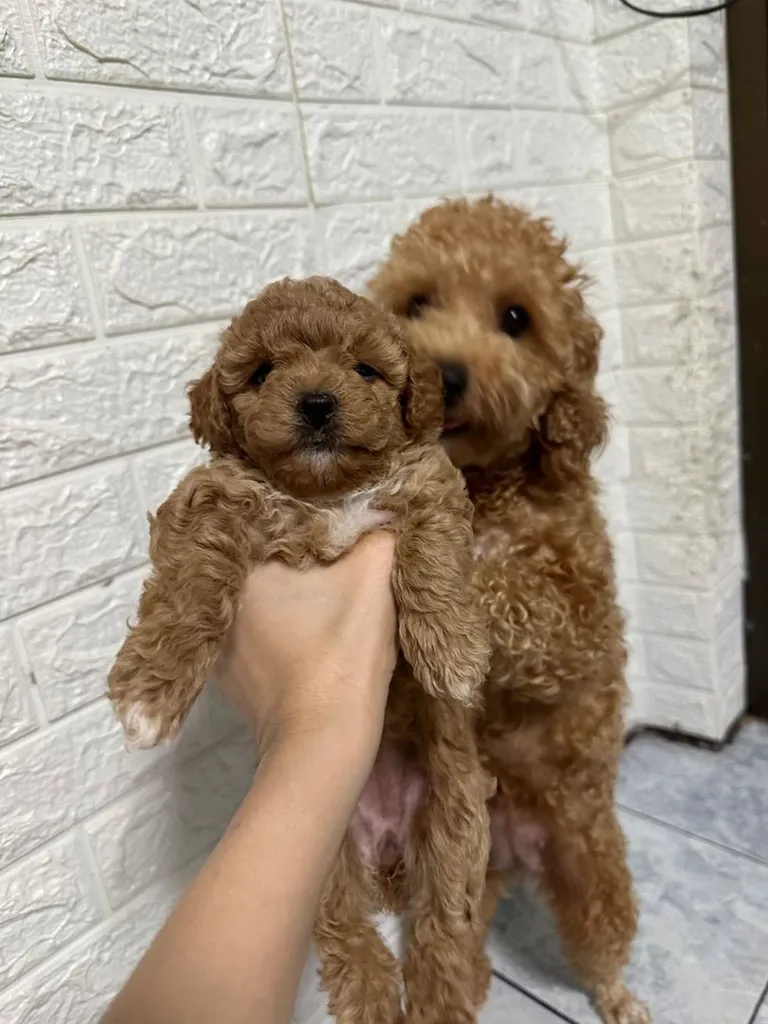 ลูกสุนัขพันธุ์พุดเดิ้ล