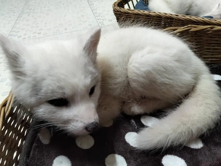 Arctic Fox จิ้งจอกขาว