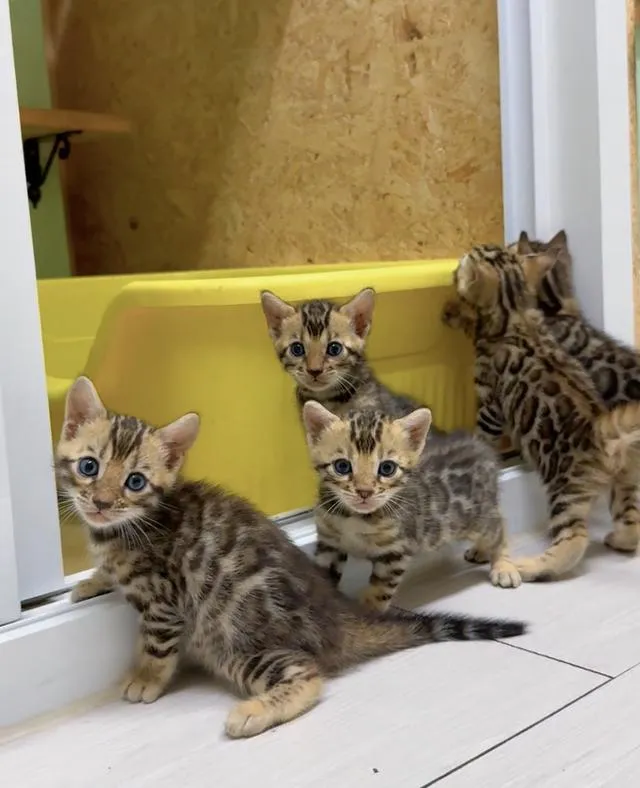 Phuket Bengal Cat แมวเบงกอล