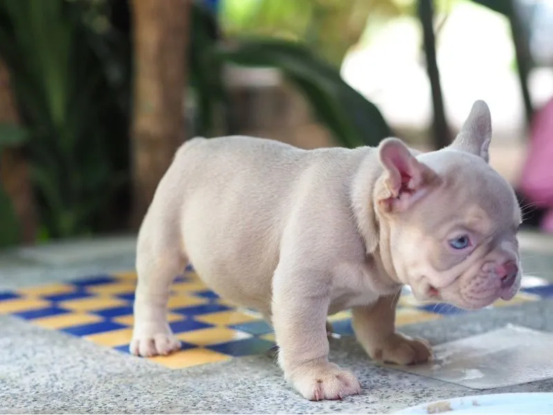 ลูกสุนัข
