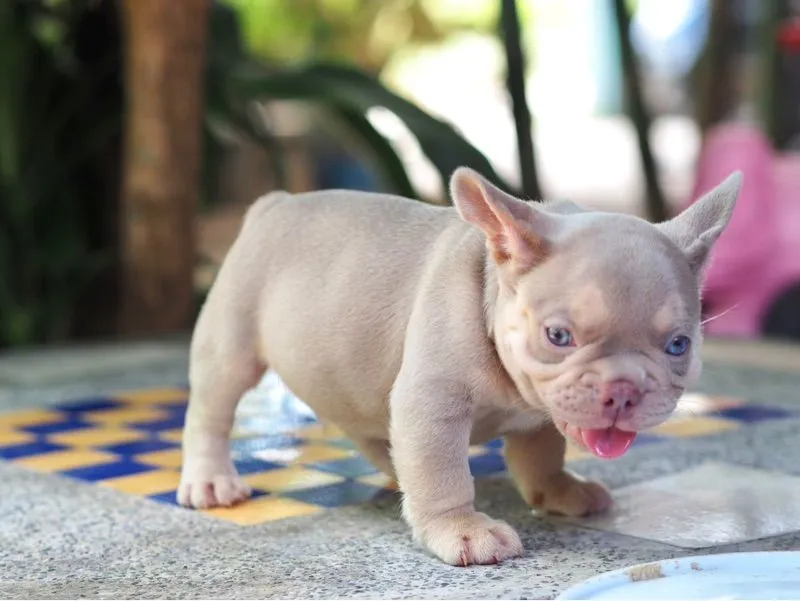 ลูกสุนัข