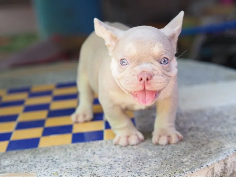 ลูกสุนัข