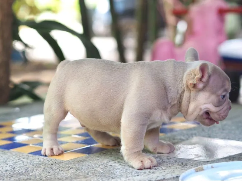 ลูกสุนัข