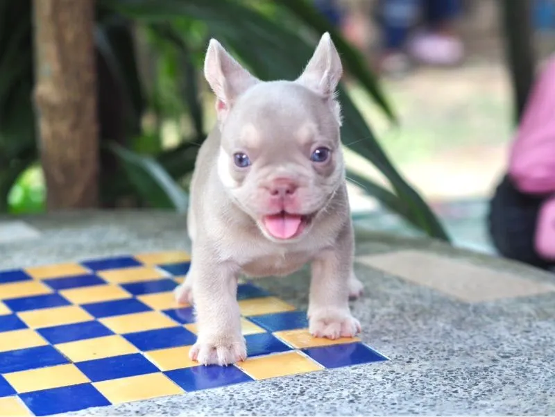 ลูกสุนัข