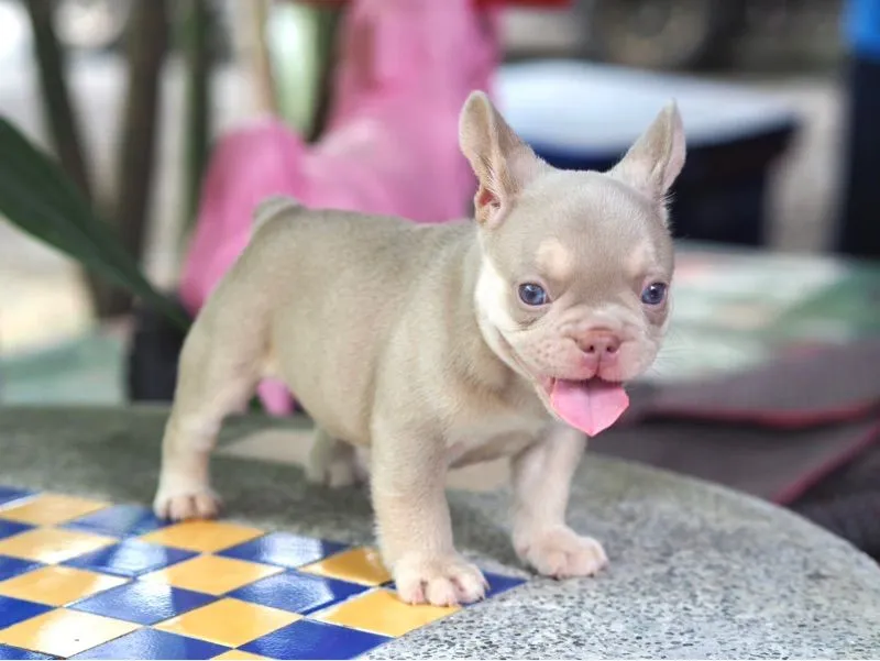 ลูกสุนัข
