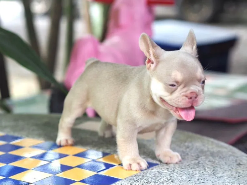 ลูกสุนัข