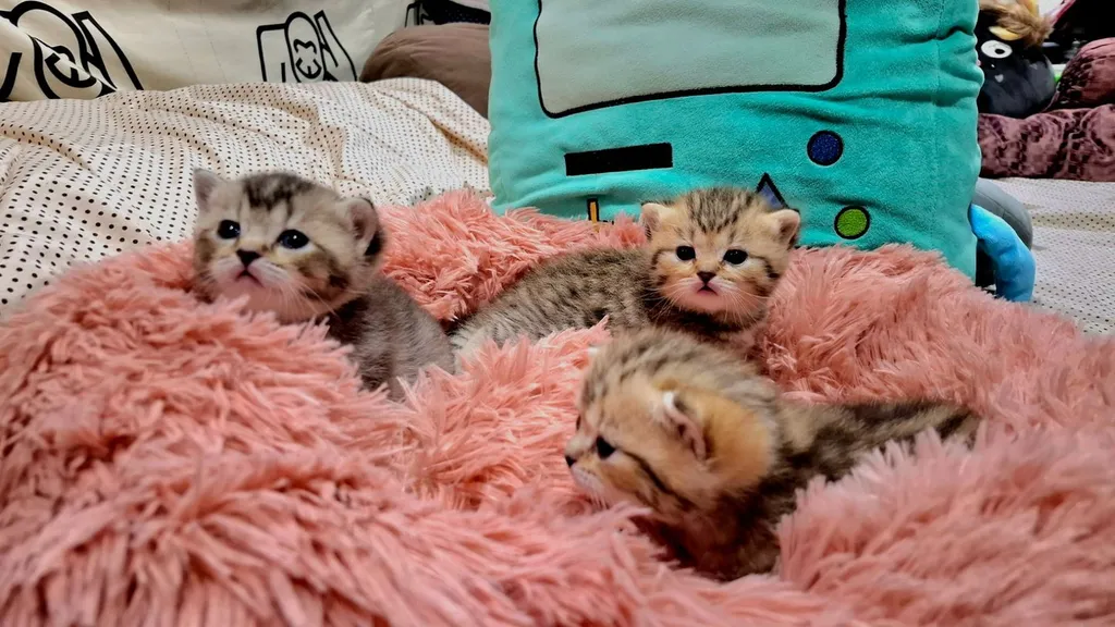 3 หน่อ เบาหวิว 1 เดือน 1 วัน