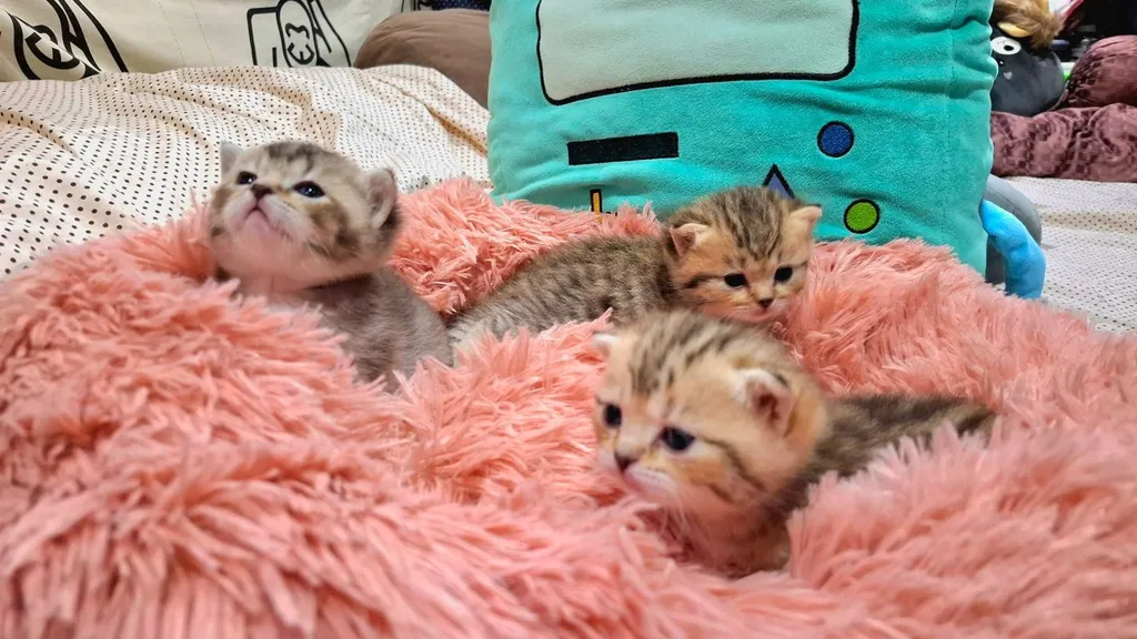 3 หน่อ เบาหวิว 1 เดือน 1 วัน